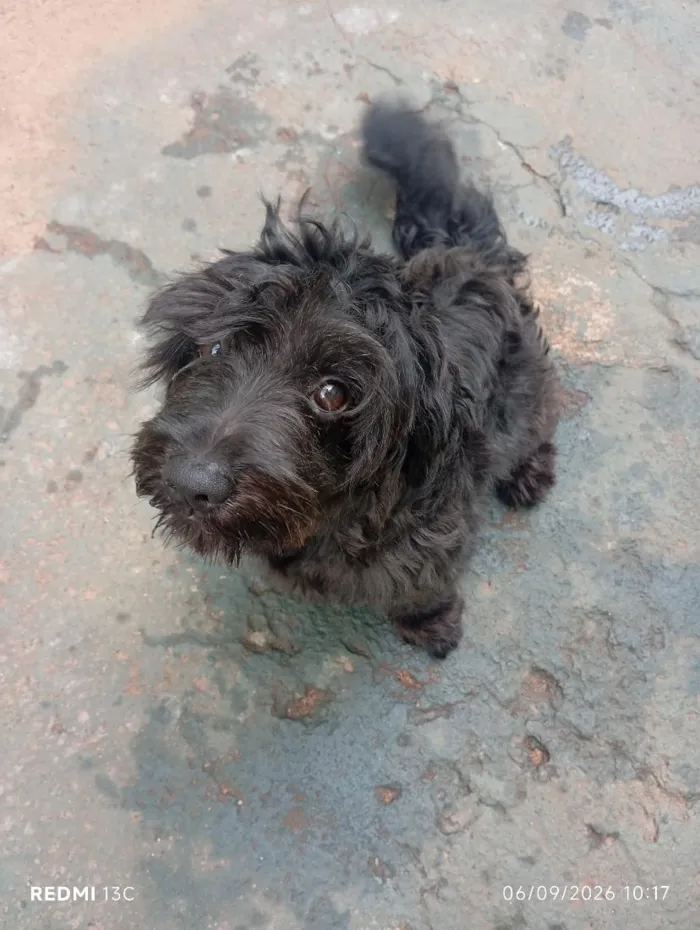 Cachorro raça Lhasa Apso idade 7 a 11 meses nome Pandora