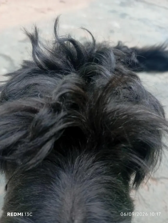 Cachorro raça Lhasa Apso idade 7 a 11 meses nome Pandora