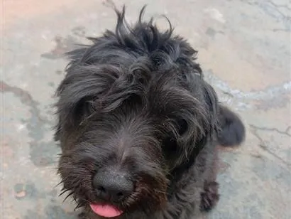 Cachorro raça Lhasa Apso idade 7 a 11 meses nome Pandora