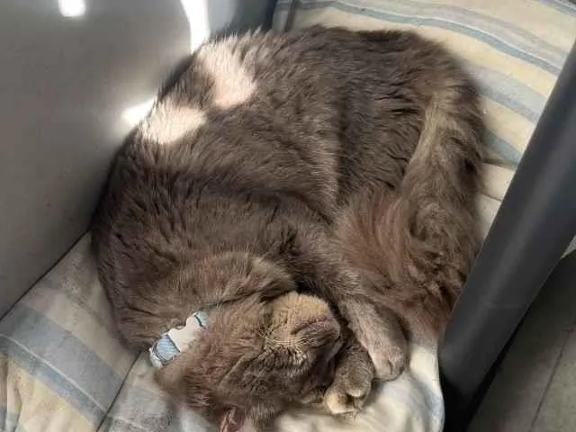 Gato raça SRD-ViraLata idade 1 ano nome Apolo