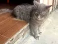 Apolo
