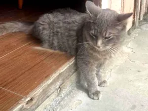 Gato raça SRD-ViraLata idade 1 ano nome Apolo
