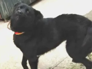 Cachorro raça SRD-ViraLata idade 3 anos nome Ágata