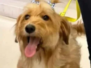 Cachorro raça SRD-ViraLata idade 1 ano nome Estrela