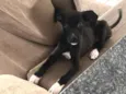 Lua