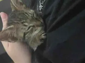 Gato raça SRD-ViraLata idade 2 a 6 meses nome nino