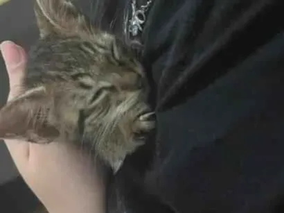 Gato raça SRD-ViraLata idade 2 a 6 meses nome nino