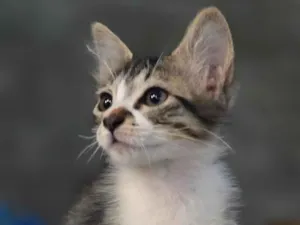 Gato raça  idade 2 a 6 meses nome sem nome