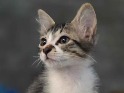 Gato raça  idade 2 a 6 meses nome sem nome