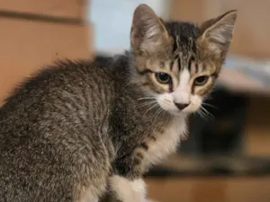 Gato raça  idade 2 a 6 meses nome sem nome