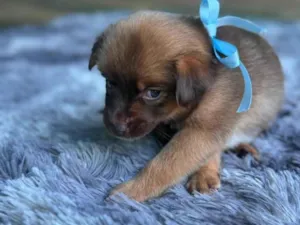 Cachorro raça SRD-ViraLata idade 2 a 6 meses nome sem nome