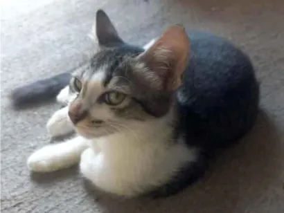 Gato raça SRD-ViraLata idade 2 a 6 meses nome Cloi