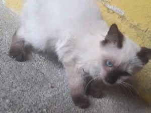 Gato raça Siamês idade 2 a 6 meses nome fofinha