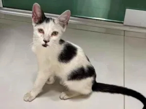 Gato raça SRD-ViraLata idade 2 a 6 meses nome Sem nome