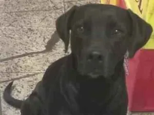 Cachorro raça SRD-ViraLata idade 2 a 6 meses nome Falar com Nathalia - Whats 11 98820-7479