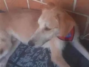 Cachorro raça SRD-ViraLata idade 1 ano nome Frederico