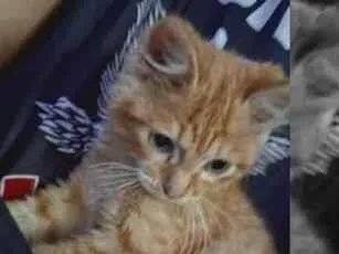 Gato raça SRD-ViraLata idade 2 a 6 meses nome simba
