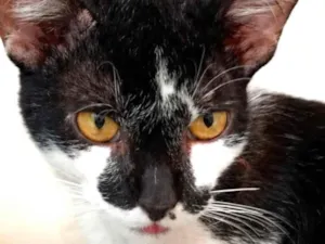 Gato raça SRD-ViraLata idade 1 ano nome Fred