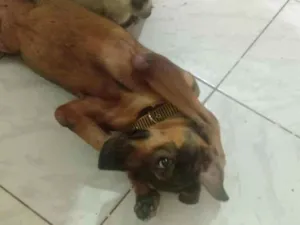 Cachorro raça SRD-ViraLata idade 6 ou mais anos nome sem nome