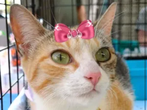 Gato raça SRD-ViraLata idade 2 a 6 meses nome Serena