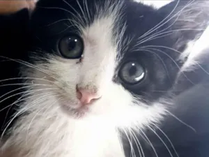 Gato raça SRD-ViraLata idade 2 a 6 meses nome Pingo