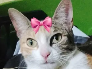 Gato raça SRD-ViraLata idade 2 a 6 meses nome Safira
