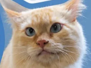 Gato raça SRD-ViraLata idade 1 ano nome Fofão