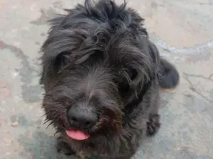 Cachorro raça Lhasa Apso idade 7 a 11 meses nome Pandora