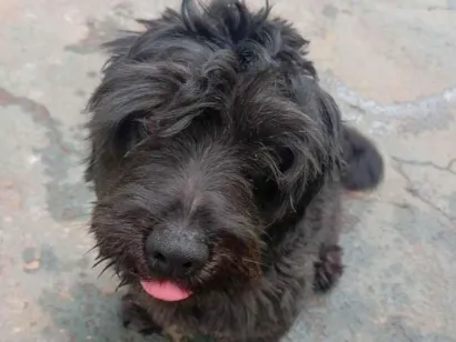 Cachorro raça Lhasa Apso idade 7 a 11 meses nome Pandora