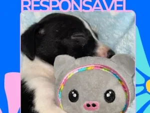 Cachorro raça SRD-ViraLata idade 2 a 6 meses nome Emílio