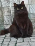 lua