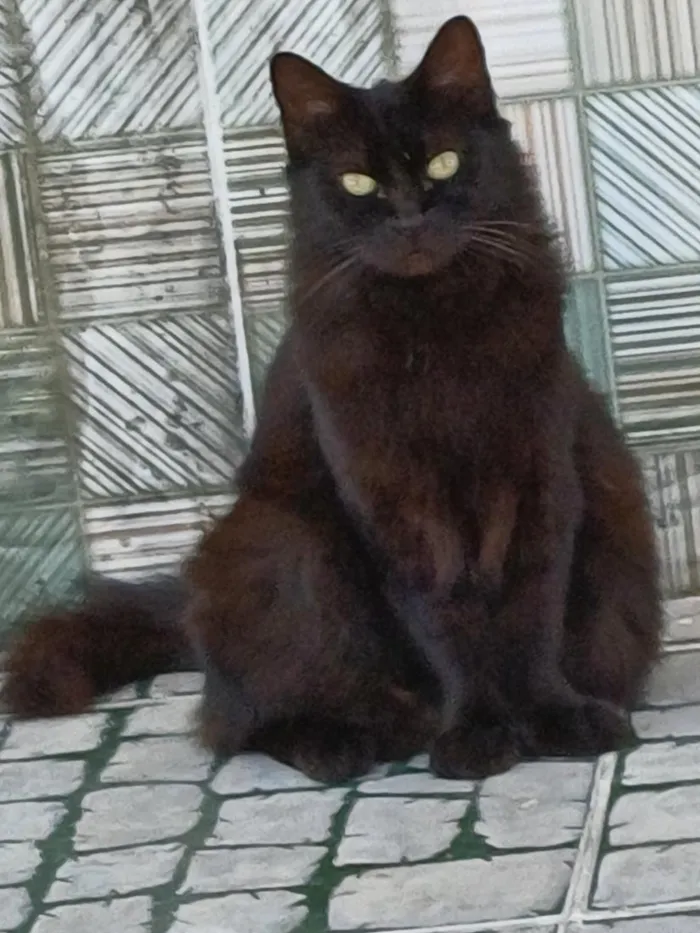 Gato raça SRD-ViraLata idade 1 ano nome lua