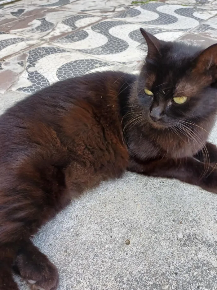 Gato raça SRD-ViraLata idade 1 ano nome lua