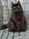 lua