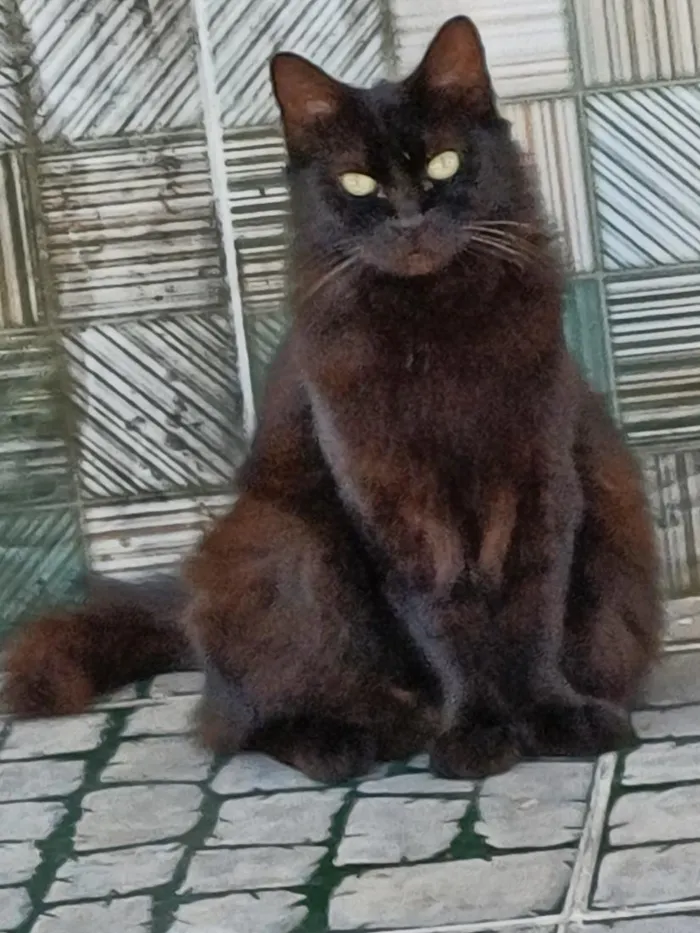 Gato raça SRD-ViraLata idade 1 ano nome lua