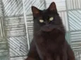 lua