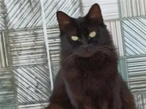 Gato raça SRD-ViraLata idade 1 ano nome lua