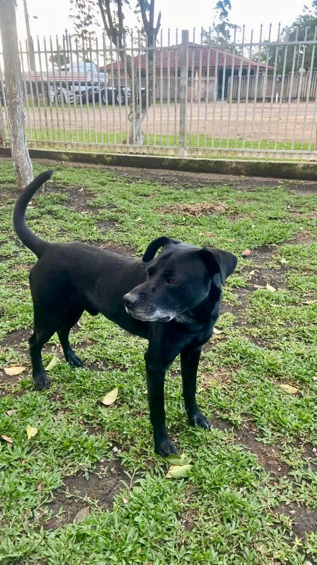 Cachorro raça SRD-ViraLata idade 6 ou mais anos nome Pedro