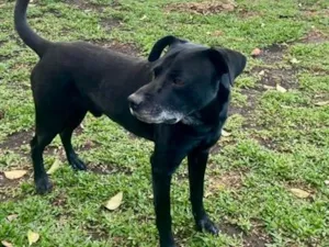 Cachorro raça SRD-ViraLata idade 6 ou mais anos nome Pedro