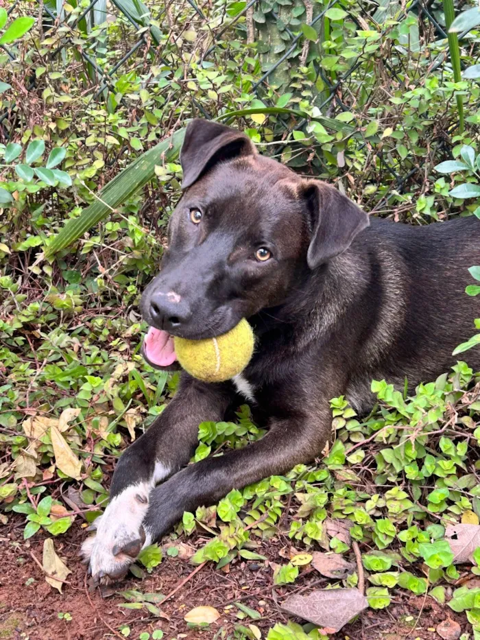 Cachorro raça SRD-ViraLata idade 7 a 11 meses nome Joca