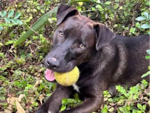 Cachorro raça SRD-ViraLata idade 7 a 11 meses nome Joca