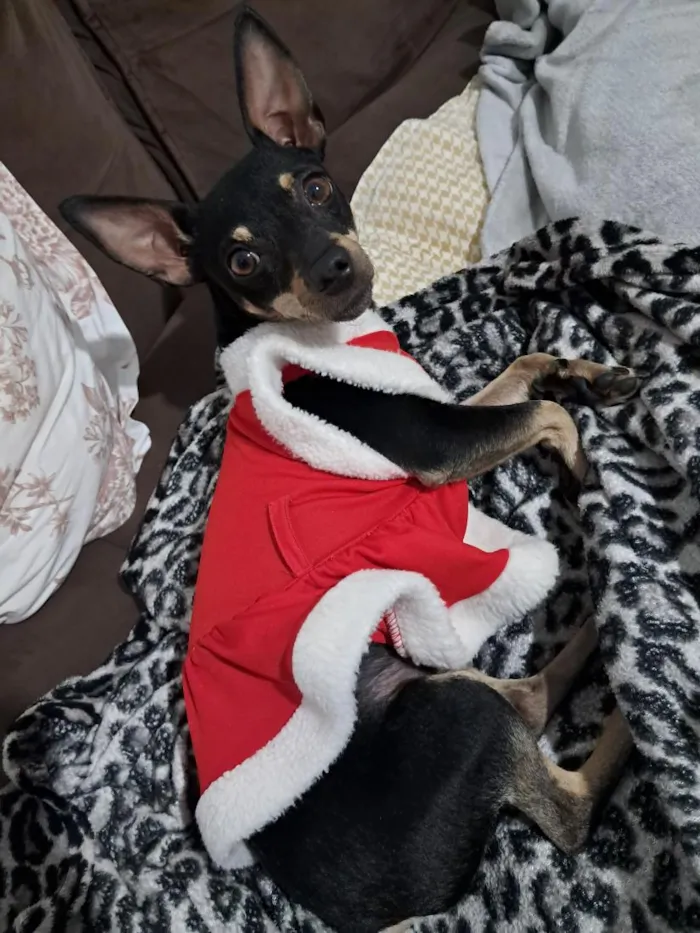 Cachorro raça Pinscher idade 2 anos nome Kiara 