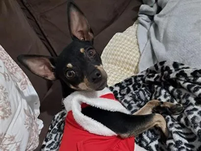 Cachorro raça Pinscher idade 2 anos nome Kiara 