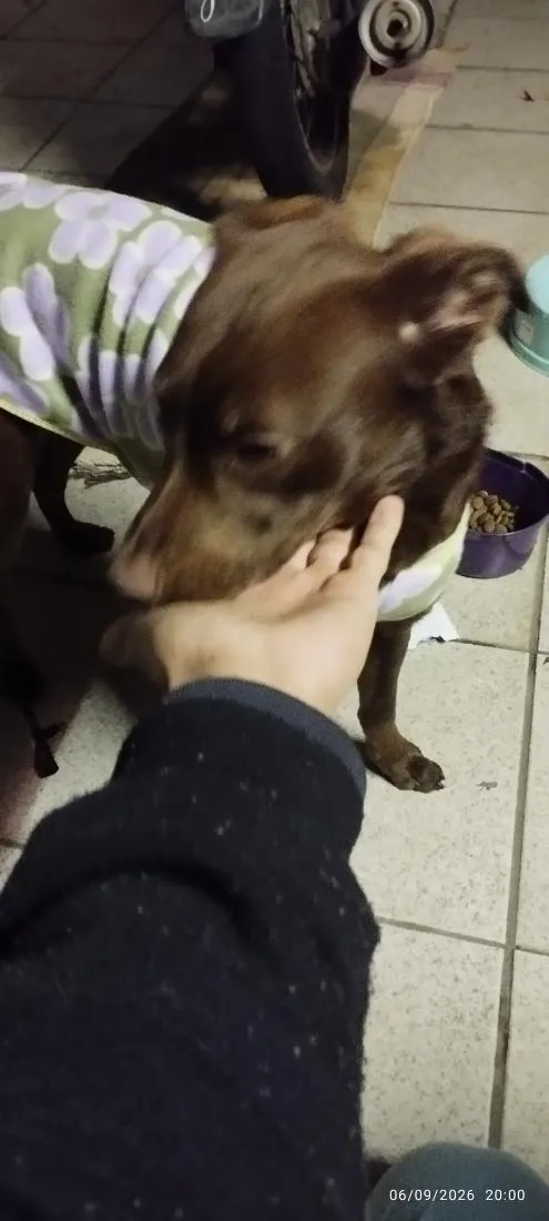 Cachorro raça SRD-ViraLata idade 7 a 11 meses nome Belinha