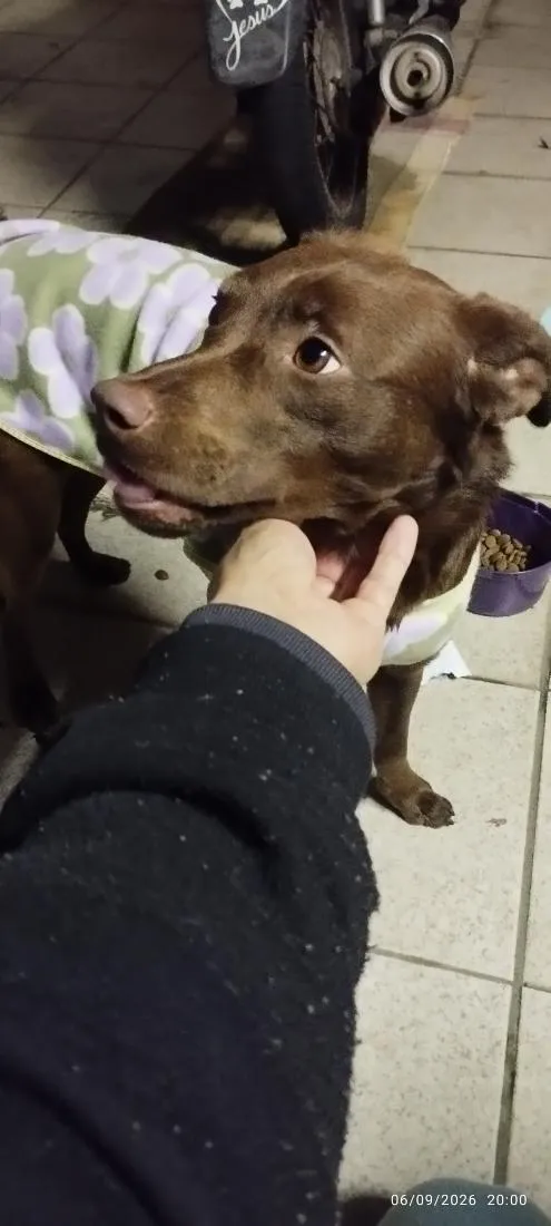 Cachorro raça SRD-ViraLata idade 7 a 11 meses nome Belinha