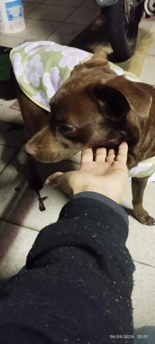 Cachorro raça SRD-ViraLata idade 7 a 11 meses nome Belinha
