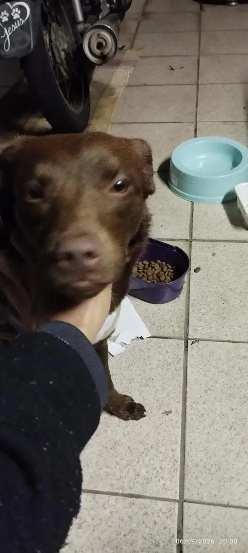 Cachorro raça SRD-ViraLata idade 7 a 11 meses nome Belinha