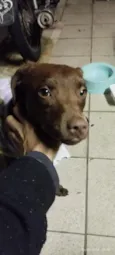 Belinha