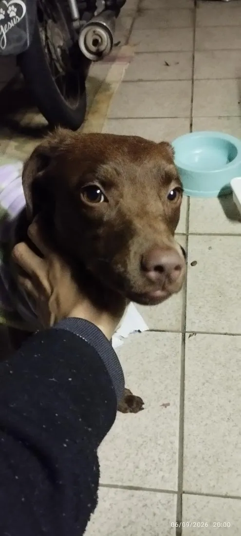 Cachorro raça SRD-ViraLata idade 7 a 11 meses nome Belinha
