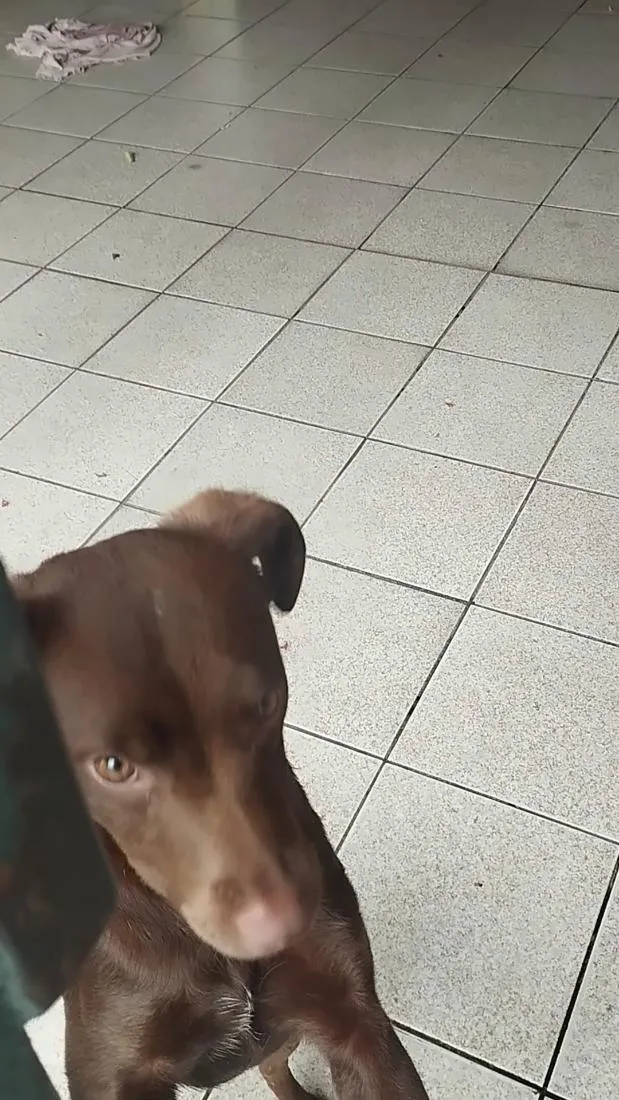 Cachorro raça SRD-ViraLata idade 7 a 11 meses nome Belinha